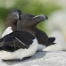 razorbill_msi_h_1751_can1373.jpg